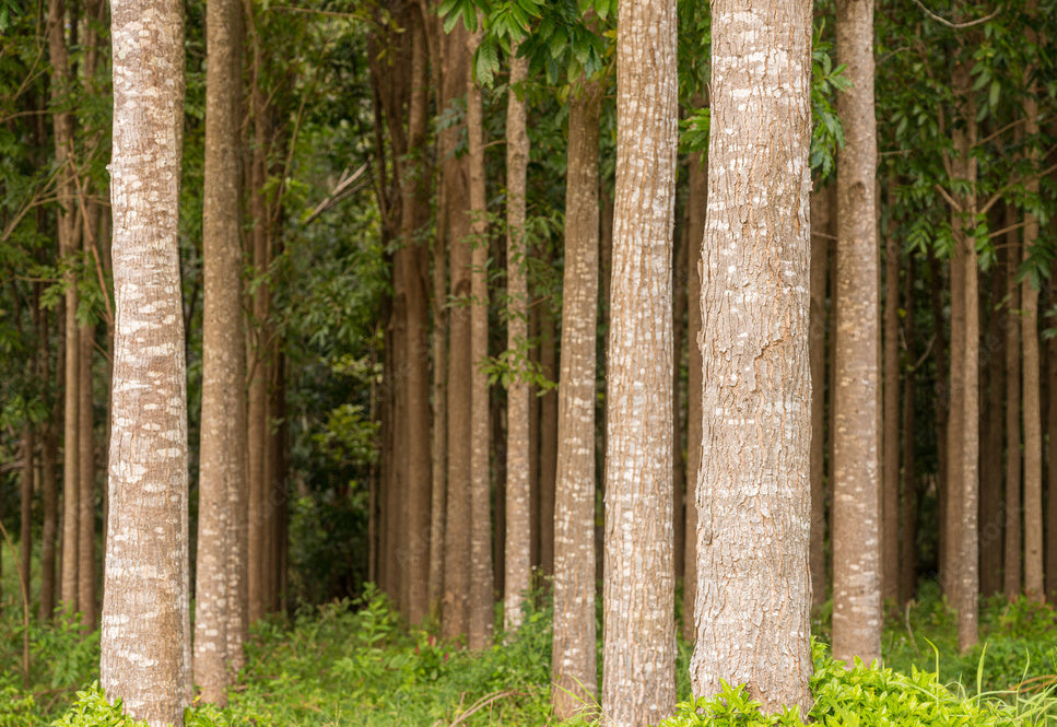 Mahogany trees in a forest - House of Chippendale