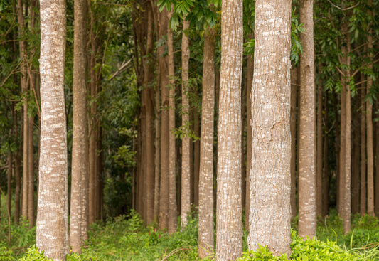Mahogany trees in a forest - House of Chippendale